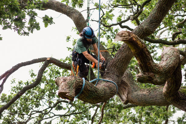 Best Commercial Tree Removal  in USA