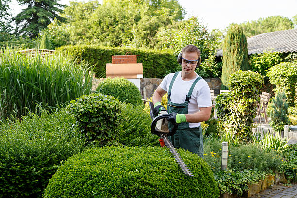 Best Hedge Trimming  in USA