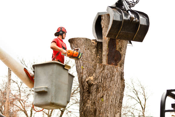 Best Tree Disease Treatment  in USA